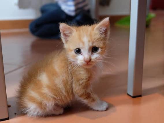 Stock photo of a kitten
