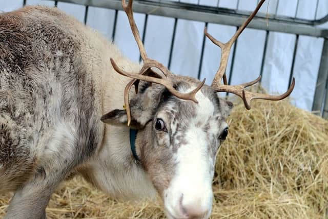 Reindeer at Whirlow Hall Farm's annual Christmas Fair