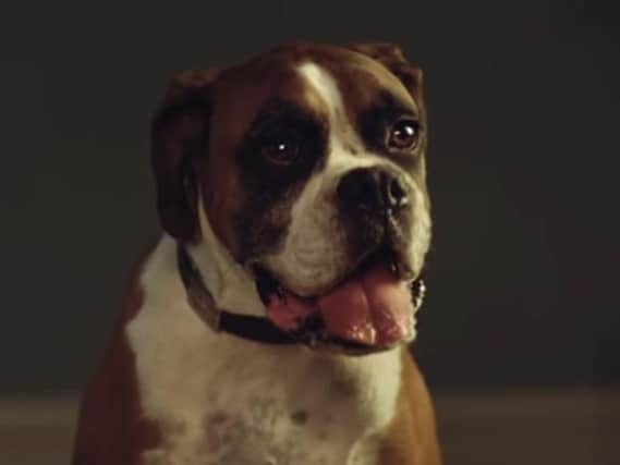 The new John Lewis advert tells the story of Buster the Boxer enjoying a special Christmas gift. Credit: John Lewis