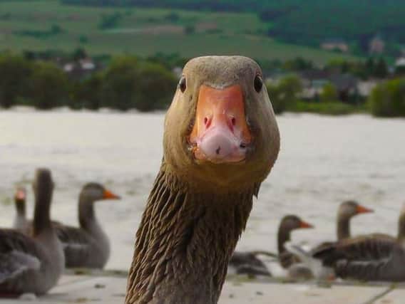 A stock picture of geese.