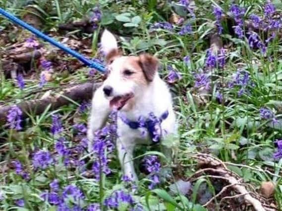 Prince the Jack Russell was found dead in a suitcase in Sheffield. Photo: RSPCA