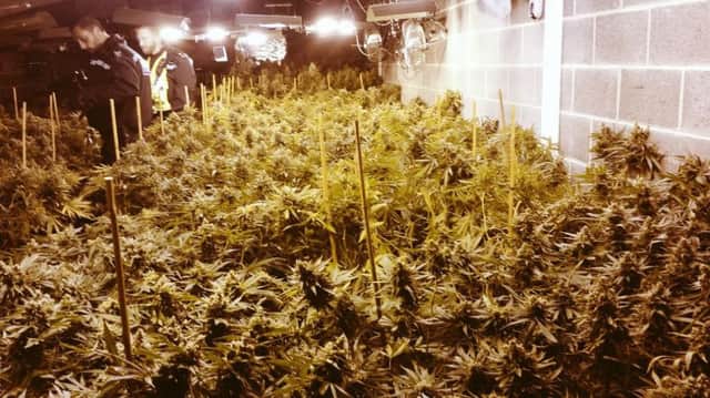 Police discovered the cannabis worth  Â£250,000