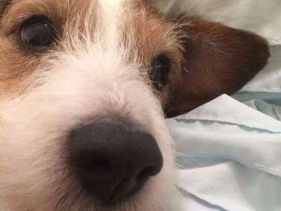 Prince went missing at around 11pm on Bonfire Night. Photo: RSPCA