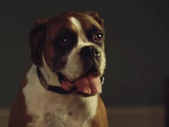The new John Lewis advert tells the story of Buster the Boxer enjoying a special Christmas gift. Credit: John Lewis