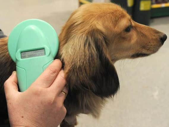 A dog being scanned for a microchip