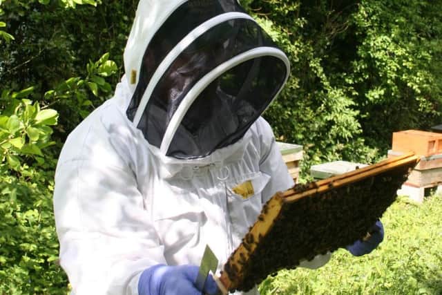 Fancy a job as a beekeeper in Sheffield?
