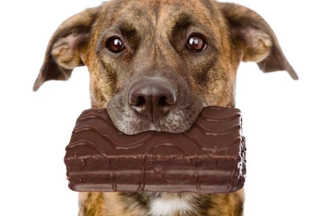 Chocolate contains theobromine - highly toxic to dogs