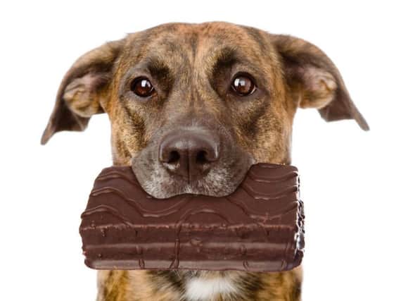 Chocolate contains theobromine - highly toxic to dogs