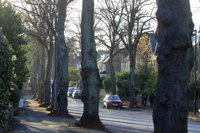Trees on Montgomery Road, Nether Edge.