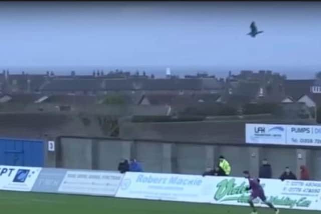 Alloa keeper Neil Parry preparing to take the fateful goalkick, with the unsuspecting seagull overhead