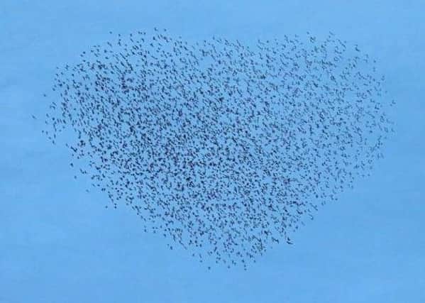 Love is in the air

Thousands of murmurating starlings form heart shape in the sky