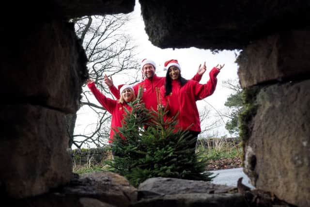 Longshaw Christmas trees: National Trust Ranger Mark Bull with colleagues Charlotte Hudson (left) and Chelsea Modest with some smaller Christmas trees behind a damaged dry stone wall