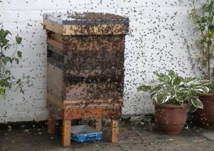 A bee hive