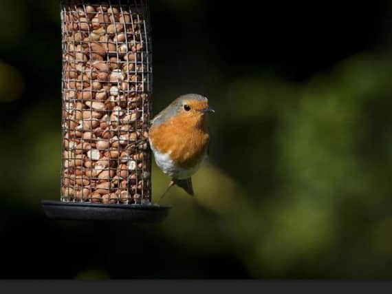 Bird feeders: good or bad for bobbin' robins?