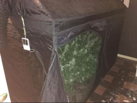 Cannabis being grown in an indoor tent