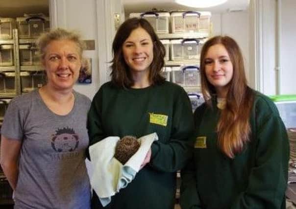 Tropical Butterfly House, Wildlife & Falconry Centre staff members Sophie Roberts and Clara Cranstoun, with a SWCC volunteer and a hedgehog.