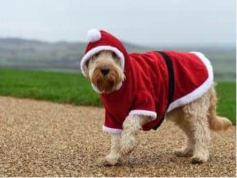 Canine Chrimbo
