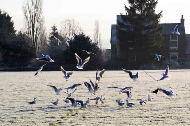 Slim pickings for birds. Picture: Peter Wolstenholme