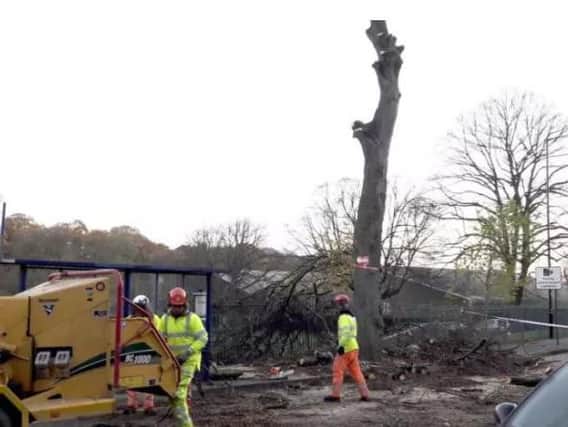Sheffield tree felling