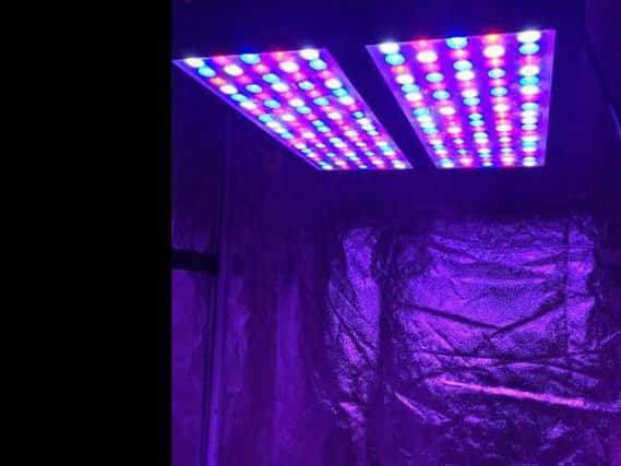 Cannabis plants were found under disco-style lighting in Barnsley