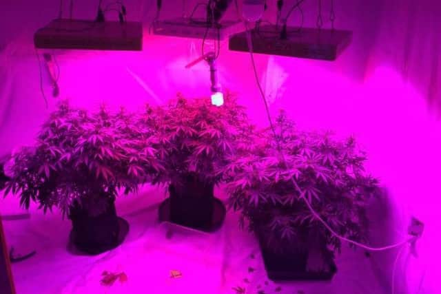 Cannabis plants found in Wombwell