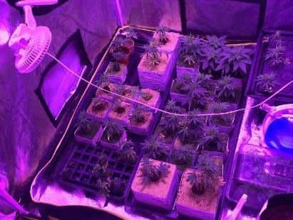 Cannabis plants at various stages of growth were found