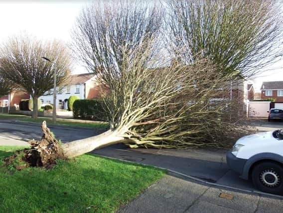 Fallen tree in Kirk Sandall - Picture: Mick Graham