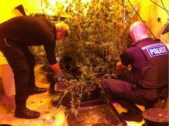 Cannabis plants were found in a house in Rotherham