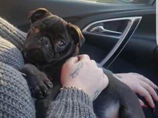 Larry the pug