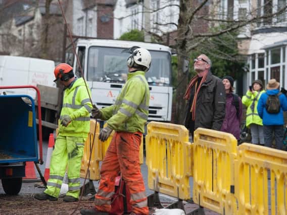 Protesters look on as Amey contractors fell a tree in Dunkeld Road, Sheffield.