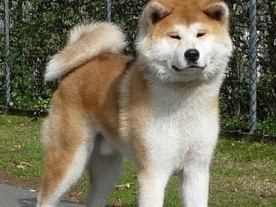 A Japanese Akita similar to the one shot dead by police (stock image)