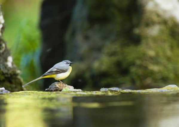 Grey Wagtail (Motacilla cinerea) perched on small rock in shallow stream, England, UK