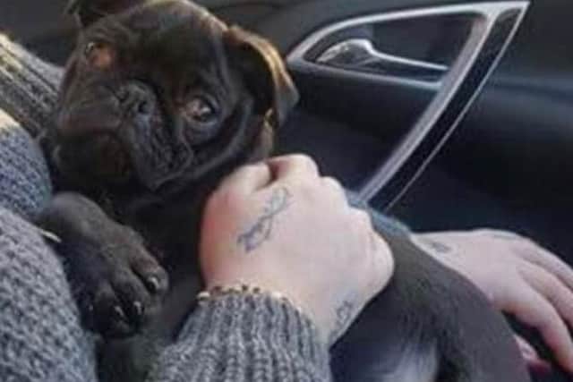 Have you seen this dog?