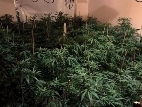 Cannabis plants seized by South Yorkshire Police