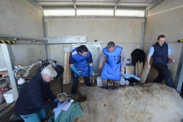 A team of vets performed a series of checks on Victor.