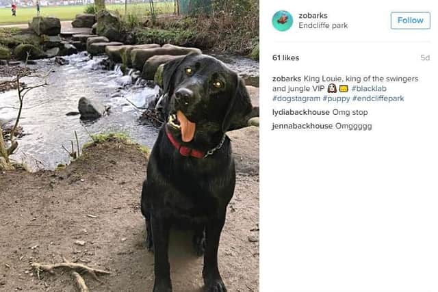 Endcliffe Park also proved Sheffield Instagram dog-gone success