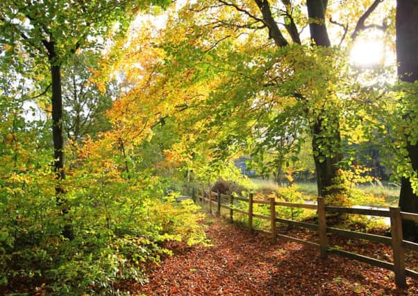 Autumn colours at Greno Woods in Sheffield. sent in by Chris Etchells