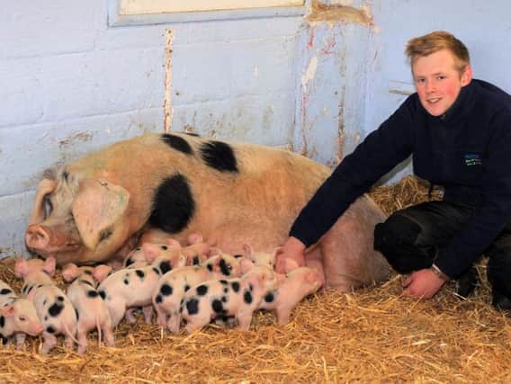 Jack Tankard with the piglets.