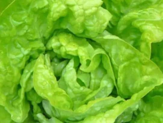 Lettuce rationing.