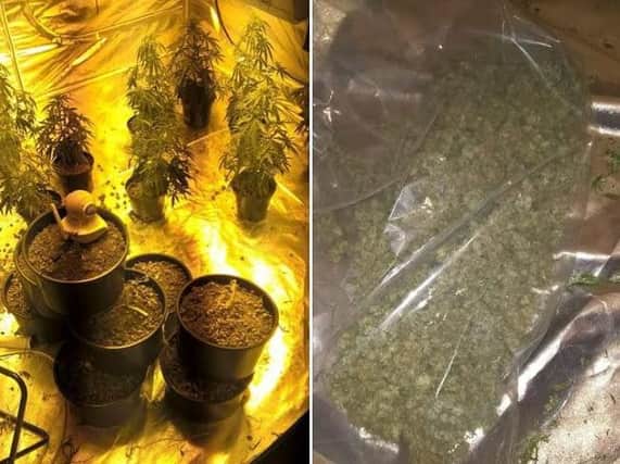 Cannabis seized in Hillsborough