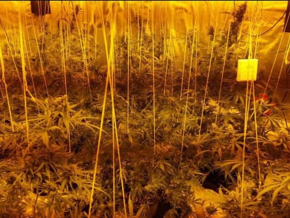 Cannabis plants found in Broom, Rotherham