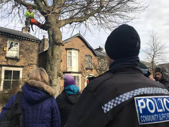 A councillor has been arrested at a tree felling protest today