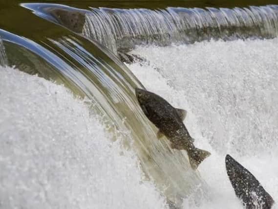 Salmon could be back on the river Don in Sheffield by 2020