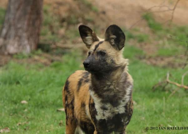 Painted Dog at Yorkshire Wildlife Park