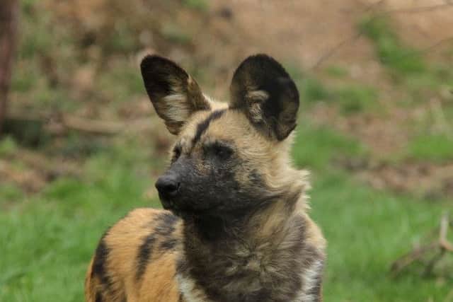 Painted Dog at Yorkshire Wildlife Park