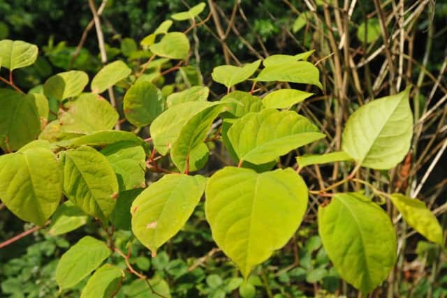Japanese knotweed