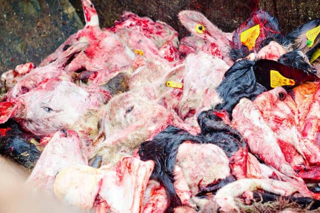 The grisly discovery made by campaigners at the slaughterhouse.