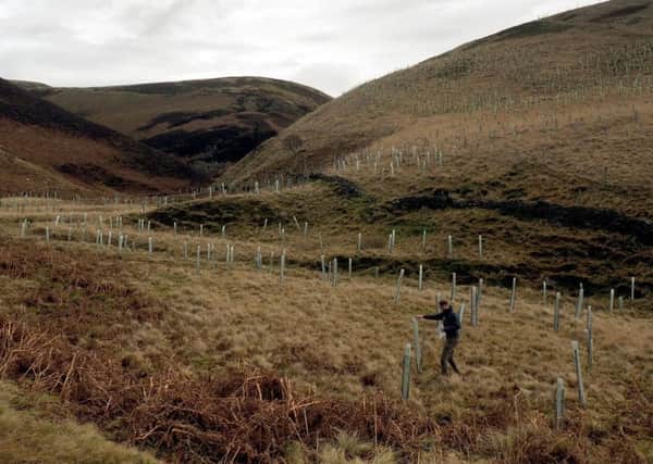Tree planting above Howden reservoir: Ranger Tom Harman checking planting at Cranberry Clough