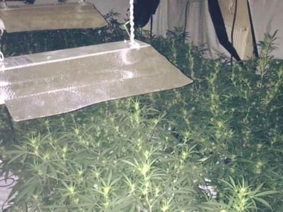A cannabis factory was found in Sheffield this morning