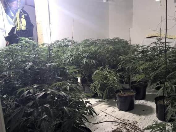 Hundreds of cannabis plants were found in a house in Rotherham